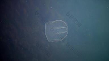 栉水母门动物掠夺性梳子水母<strong>入侵</strong>者黑色的海水母beroe卵圆形的吞噬助记符莱迪北部部分黑色的海